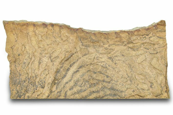 Pennsylvanian, Fossil Microbial Mat - Oklahoma #301900